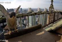 Sokoli Big Brother w stolicy i Dobrej