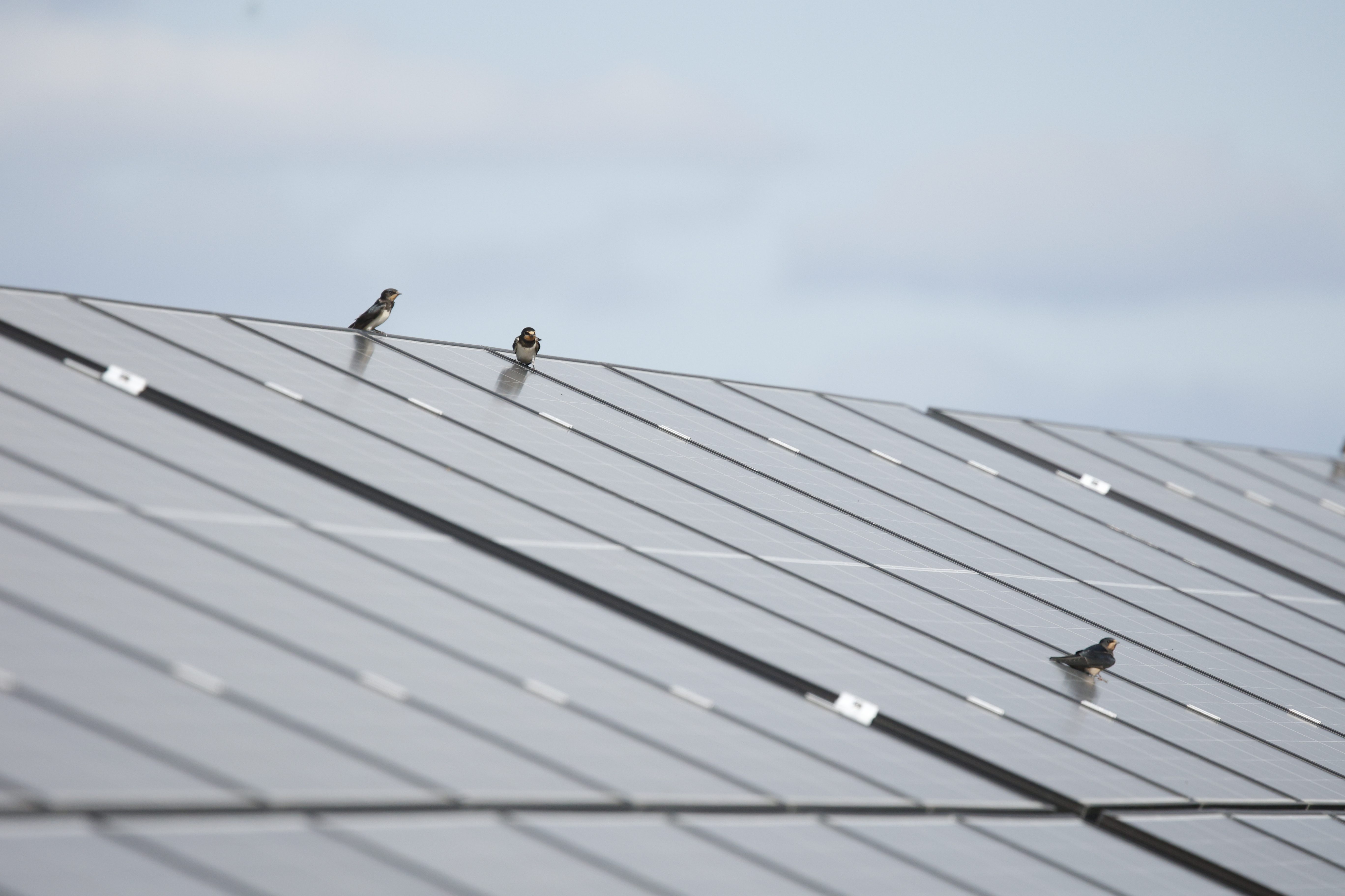 Grupa PAD RES rozpoczyna budowę trzech farm fotowoltaicznych o łącznej mocy zainstalowanej 133 MW